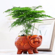 花竹戀大文竹盆栽盆景辦公室內(nèi)綠色植物客廳花卉四季常青綠植陽臺盆景 中號文竹+招財豬