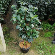 白山茶花盆栽帶花苞東方色山茶花樹苗四季室內(nèi)花卉陽(yáng)臺(tái)好養(yǎng)活 老樁東方山茶高約72cm【帶小花苞】 黑色育苗盆