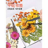 LEOEZYA植物標(biāo)本返校禮物天然植物壓干花書(shū)簽DIY材料葉子手工膠水貼紙標(biāo) 【量大可優(yōu)惠，滿(mǎn)20提供發(fā)票】