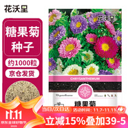 花沃里糖果菊花種子約1000粒 花卉種子陽臺種菜土盆栽蔬菜種子庭院草籽