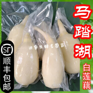 桃西村【順豐直達】山東淄博現(xiàn)挖馬踏湖白蓮藕生吃藕脆藕蓮菜新鮮水果藕 2斤 涼拌脆藕