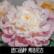 菏澤正宗芍藥花卉觀(guān)賞牡丹花苗重瓣帶芽室內外陽(yáng)臺開(kāi)花綠植庭院 弗洛尼古