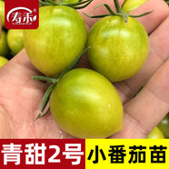 四季小番茄種子苗千禧圣女果矮生西紅柿秧苗盆栽種籽菜苗孑秧果苗 桔色青甜2號小番茄苗6棵