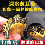 森悠（SARYOR）金苔鼠淡水魚魚缸清潔魚觀賞魚熱帶魚好養(yǎng)工具魚吃垃圾魚 黃耳龜一只5-6cm（深水可養(yǎng)）