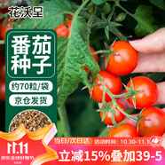 花沃里盆栽小番茄種子約70粒 蔬菜種子紅珍珠小西紅柿陽臺盆栽/庭院種植