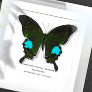 OTHER綠帶翠鳳蝶真蝴蝶標本成品展示框禮物擺件掛畫(huà)裝飾畫(huà)罕見(jiàn)生日禮物 巴黎翠鳳蝶-7寸黑色木框 其他正方形尺寸獨立