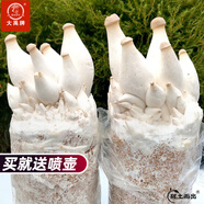 大禹蘑菇種植包玉米平菇芯菌包家庭種植香菇菌菇種子可食用菌包菌棒  杏鮑菇種子菌包2 個(gè)約4斤