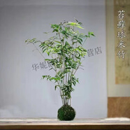 水培米竹球植物室內微觀(guān)盆景金明竹紅觀(guān)音竹觀(guān)賞竹桌擺小米竹 米竹苔蘚球*1