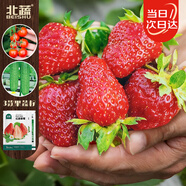 北蔬蔬菜種子苗四季易種草莓水果黃瓜小番茄蔬菜種籽 3款果蔬種子套餐