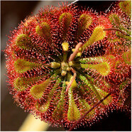 鶯歌燕舞【新奇植物】捕蠅草植物花卉綠植驅(qū)蚊陽臺(tái)盆栽食蟲趣味豬籠草室內(nèi) 勺葉2-4CM 原盆載好發(fā)貨
