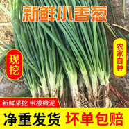 新鮮小香蔥青蔥秧農家自種笨蔥蘸醬菜食用小蔥新鮮蔬菜產(chǎn)地直銷(xiāo) 小香蔥【1斤裝】