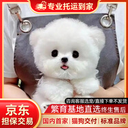 純種比熊幼犬小型小體活物卷毛血統比熊犬茶杯寵物狗狗長(cháng)不大可愛(ài) 寵物級 比熊【視頻選寵】