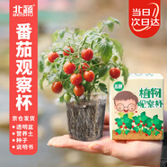 北蔬 植物種子禮物兒童種植小盆栽番茄趣味生長(cháng)觀(guān)察 小番茄種子觀(guān)察窗