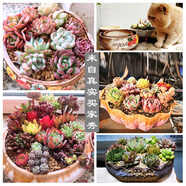 大號多肉花盆陶瓷大花盆簡(jiǎn)約大口徑粗陶多肉植物拼盤(pán)組合花盆清倉 樹(shù)花老莊2件套 陶瓷_大