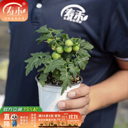 壽禾 盆栽矮生小番茄種子小西紅柿食用秋冬季播種家庭陽臺種蔬菜 [不帶果]紅矮生盆栽1盆