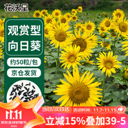 花沃里觀賞向日葵花種子50粒/包 花卉種子家庭盆栽土陽臺辦公庭院種草籽