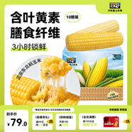 北緯47度雜糧禮盒 4斤 黃糯鮮玉米5根+白糯鮮玉米5根 早餐苞米禮盒裝