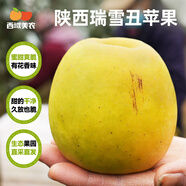 西域美農陜西瑞雪蘋(píng)果 晚熟黃蘋(píng)果 鮮甜細膩汁水足不打蠟 孕婦生鮮水果 大果4.5斤裝 單果75mm+