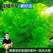 云峰海瑞水草活體懶人草魚(yú)缸造景活體水草套餐魚(yú)缸水草有莖類(lèi)中后景真水草 【實(shí)惠】-綠菊（5只一組）