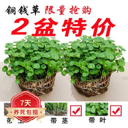 若綠銅錢草盆栽套餐 室內(nèi)盆栽植物土培水培花卉綠植源頭直發(fā)包郵 銅錢草二盆(原土帶葉發(fā)貨）