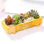 多肉植物組合盆栽含盆含土創(chuàng  )意diy拼盤(pán)花盆肉肉植物室內綠植花卉 田園風(fēng) 含盆