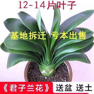 君子蘭盆栽蘭花客廳花卉綠植室內真花精品圓頭和尚蝴蝶蘭開(kāi)花植物 帶花劍君子蘭不同時(shí)期帶花品種不同咨詢(xún)客服 不含盆