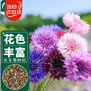 壽禾 矢車(chē)菊花種子苗四季種植花卉種籽 濰育壽藝矢車(chē)菊種子5000粒