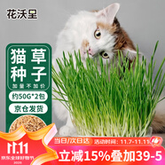 花沃里貓草種子50g*2包小麥草籽 花種子水培盆栽土太陽花卉種子陽臺(tái)庭院