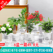 綠有意綠植盆栽多肉花卉盆栽植物室內(nèi)桌面水培綠植辦公室客廳植物懶人 6盆選擇】梔子花組合裝+肥