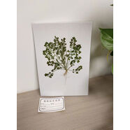 山頭林村多種整株根植物草本植物標本展示臘葉標本教學(xué)認知教具A5大小塑封 碎米薺標本A5 其他長(cháng)方形尺寸拼套