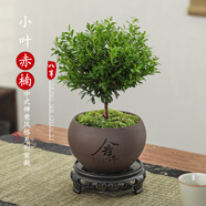 八芽 小葉赤楠盆景擺件室內綠植花卉盆栽老樁客廳辦公室桌面好養植物 （【熱銷(xiāo)款】舍得紫砂盆赤楠+苔蘚+底座）