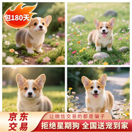 馨萌宣純種柯基幼犬活體寵物狗狗雙色三色小短腿威爾士柯基 寵物級 隨機發(fā)貨 公