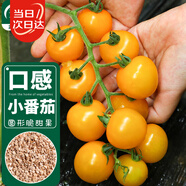 壽禾 黃色小番茄種子苗口感圓果西紅柿蔬菜籽 濰育黃妍小番茄種子25粒