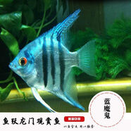 神仙魚燕魚6-10cm野生埃及秘魯熊貓燕魚七彩神仙熱帶觀賞魚包郵 6-8cm藍(lán)魔鬼2條