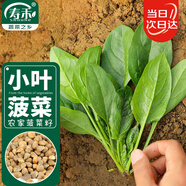 壽禾 菠菜種子種苗小葉秋季栽培蔬菜種籽 搶鮮小葉菠菜種子30g/袋*3
