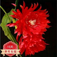 中夢令箭荷花曇花大花重瓣品種帶根苗紅黃紫粉白多色花卉綠植盆栽 無根葉片15厘米品種備注 不含盆