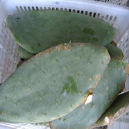 素顏新鮮墨西哥米邦塔仙人掌綠色多肉植物盆栽可食用仙人掌外敷內服 7年仙人掌3斤裝 不含盆