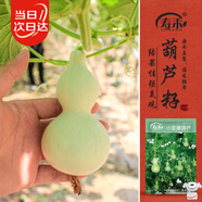壽禾 亞腰葫蘆種子苗小號文玩陽(yáng)臺庭院爬藤草種籽 小亞腰葫蘆種子50粒