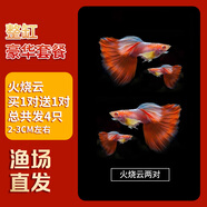 云峰海瑞小型熱帶魚(yú)觀(guān)賞魚(yú)孔雀魚(yú)雜袍孔雀魚(yú)天空藍活體活魚(yú)紅扇血紅 彩虹(火燒云) 買(mǎi)1對送1對備損