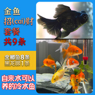 云峰海瑞觀(guān)賞金魚(yú) 冷水魚(yú) 觀(guān)賞魚(yú)耐活魚(yú) 活體魚(yú) 淡水魚(yú)小金魚(yú)活魚(yú)錦鯉活魚(yú) 招（cai）財套餐A 共9條