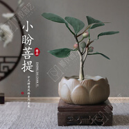 OIMG菩提樹盆栽禪意小盼菩提盆栽植物室內(nèi)花四季客廳觀葉辦公室綠植 小盼菩提+果子+蓮花盆+鋪面石【帶木托】 帶盆栽好