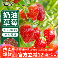花沃里奶油草莓種子1000粒 紅草莓蔬菜種子四季種草莓苗室內外陽(yáng)臺盆栽