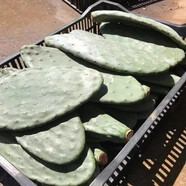素顏新鮮墨西哥米邦塔仙人掌綠色多肉植物盆栽可食用仙人掌外敷內服 種植片30-35cm1片價(jià)， 不含盆
