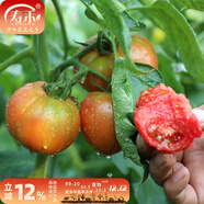 壽禾 粉果番茄種子老品種西紅柿大果壽光蔬菜粉冠毛粉冬春季洋柿子 【青果有青肩】草莓番茄種子50粒