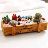 多肉植物綠植花卉辦公室內桌面創(chuàng  )意小盆栽精品組合套餐微景觀(guān)diy 田園風(fēng) 含盆