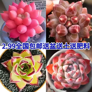 種花迷新手多肉植物室內小盆栽陽(yáng)臺套裝網(wǎng)紅套餐綠植花卉植物好養 車(chē)厘子+烏拉克拉+烏雜+如夢(mèng) 帶簡(jiǎn)易生產(chǎn)盆