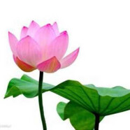 思*妍麗 365晶靚精華干粉精華液美膚亮肌煥彩滋潤多肽提亮 默認香型規格 基本款 1盒 3支晶粉加3支精華