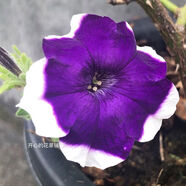 矮牽牛盆栽花量巨大度夏容易帶花香多年生耐熱耐雨庭院陽(yáng)臺 紫色泡泡12cm盆帶花 含盆