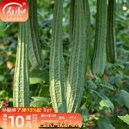 壽禾 肉絲瓜種子水瓜絲瓜絲爪蔬菜四季陽(yáng)臺菜瓜蔬菜壽光冬春季菜種 倚天劍棱絲瓜種子10g