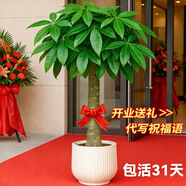 嘆為觀(guān)止大型植物發(fā)財樹(shù)各種大顆盆栽開(kāi)業(yè)喬遷客廳辦公室內好養大型花卉 單桿發(fā)財樹(shù)【1.4-1.5米】 含盆